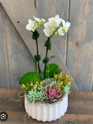 Orchid & Succulent Arrangement Workshop